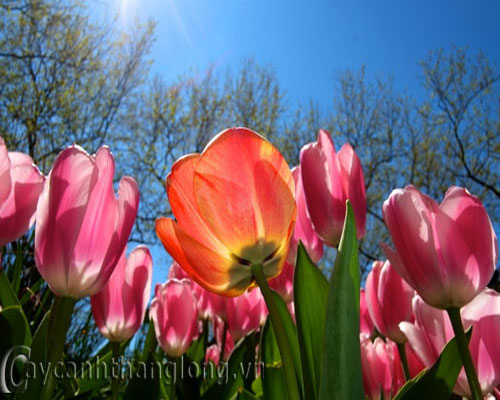 Hoa Tulip - cách trồng và chăm sóc | hoala.vn