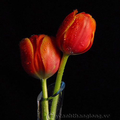 Hoa Tulip - cách trồng và chăm sóc | hoala.vn