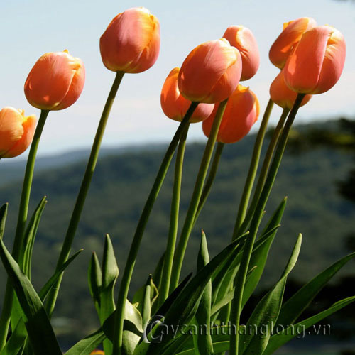 Hoa Tulip - cách trồng và chăm sóc | hoala.vn