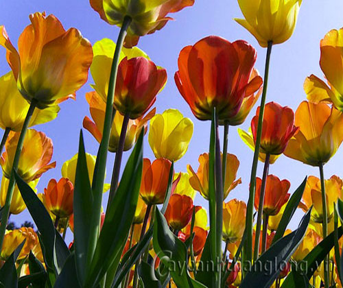 Hoa Tulip - cách trồng và chăm sóc | hoala.vn