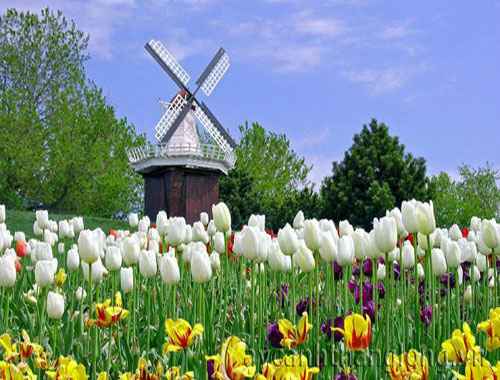 Hoa Tulip - cách trồng và chăm sóc | hoala.vn