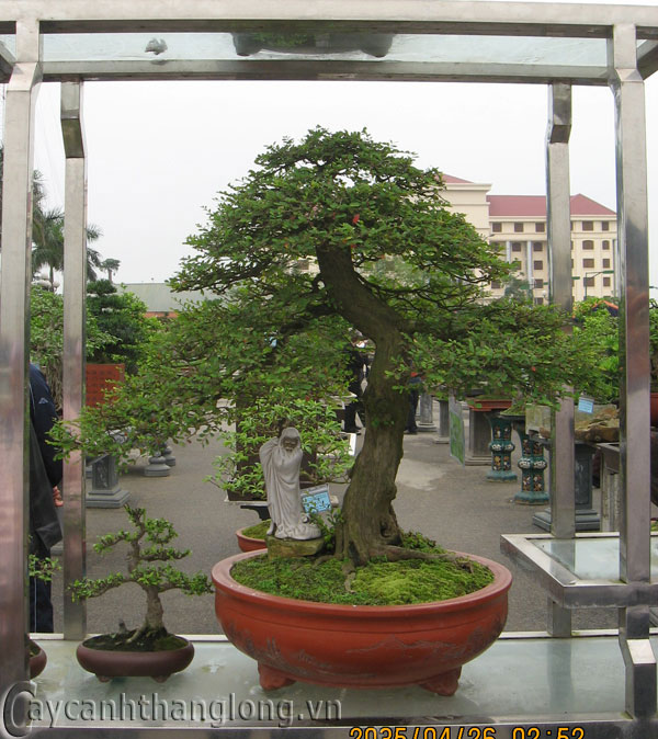 tuongsvc_2 Tượng trang trí cây cảnh,bonsai nghệ thuật | hoala.vn