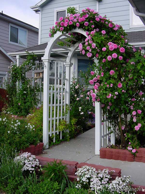 ung dung hoa hong leo 2