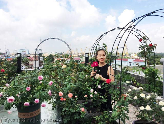 vuon-hoa-hong-tren-mai-01