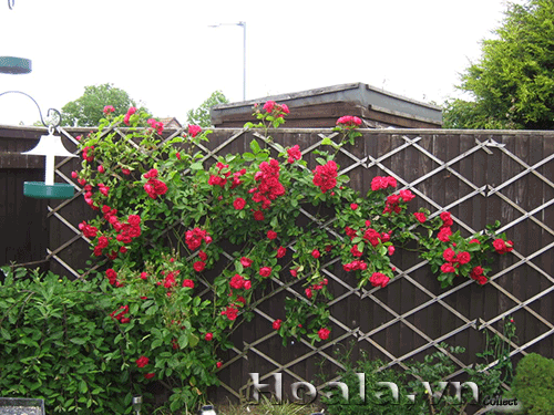 Giàn gỗ đan hình thoi xinh xắn cho cây leo tường
