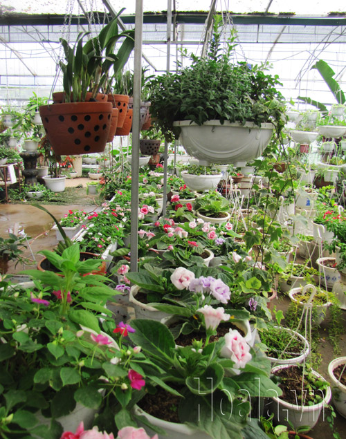 Shop_hoa_cay_canh2| hoala.vn