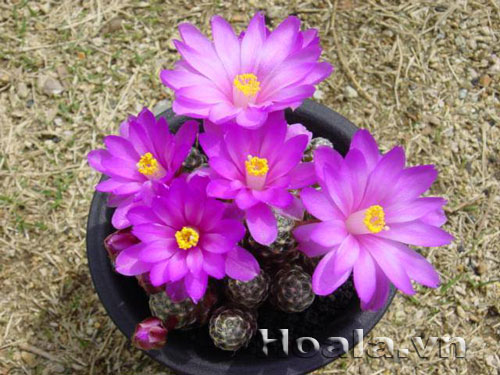 xuong_rong_6 Sự tích Xương rồng | hoala.vn
