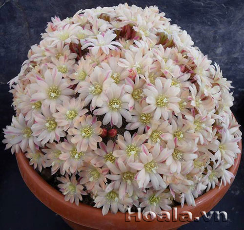 xuong_rong_7 Sự tích Xương rồng | hoala.vn
