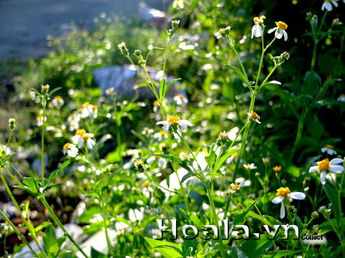 hoa_xuyen_chi_4 | hoala.vn