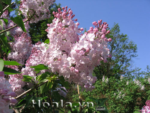 Hoa tử đinh hương | hoala.vn