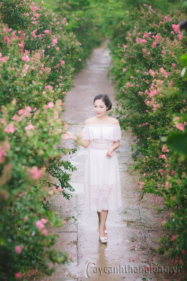 con duong hoa tuong vi