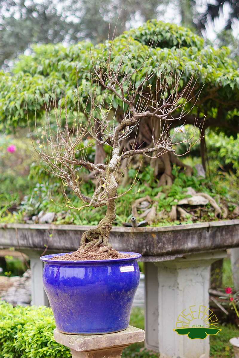 nhat-chi-mai