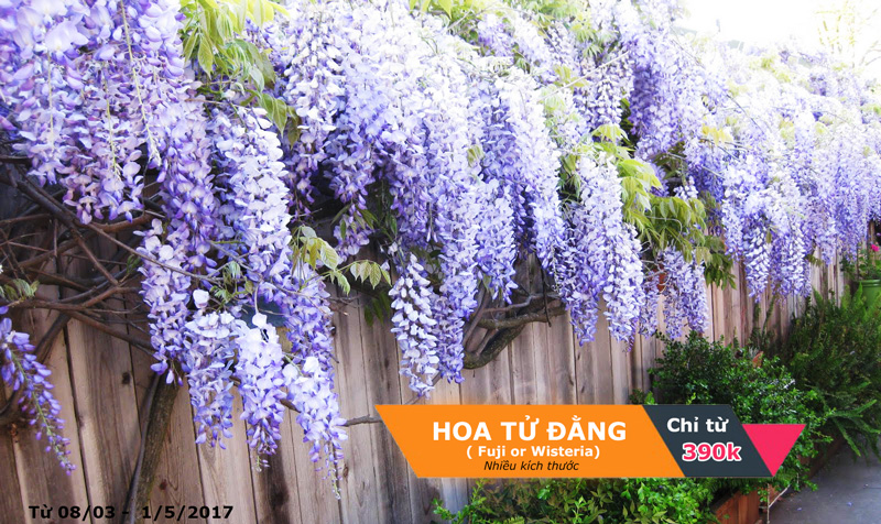 hoa leo- hoa tu dang