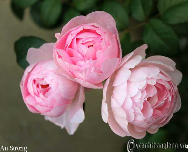 hoa hong leo an suong