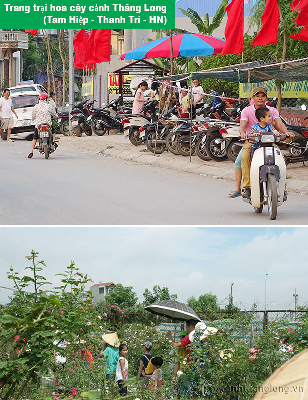 trang trai hoa cay canh thang long