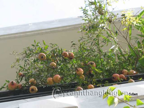 Cách trồng cây che nắng trên sân thượng | hoala.vn