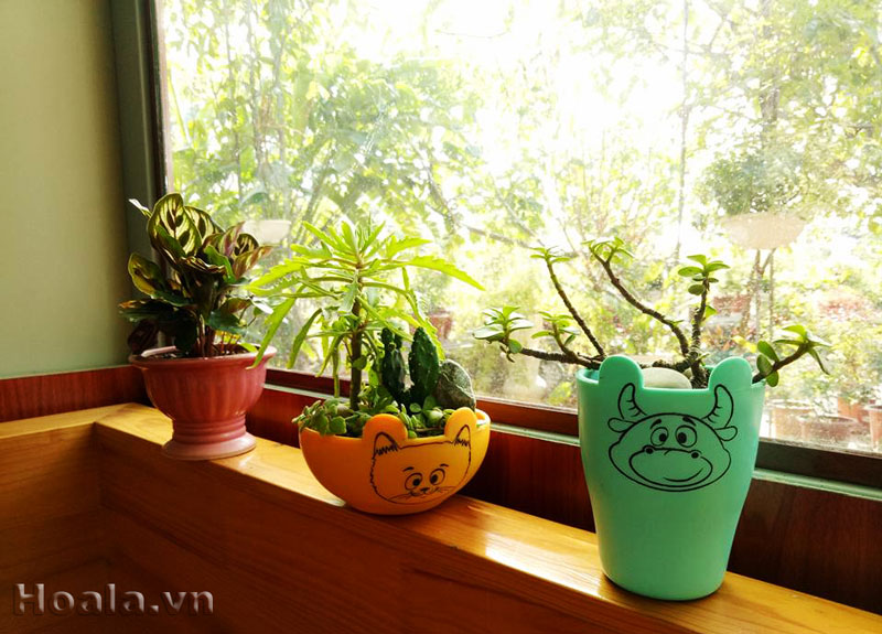 Cay-canh-mini-de-ban-05