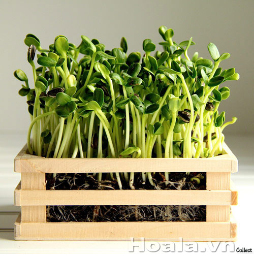 Cay-canh-mini-de-ban-10.jpg