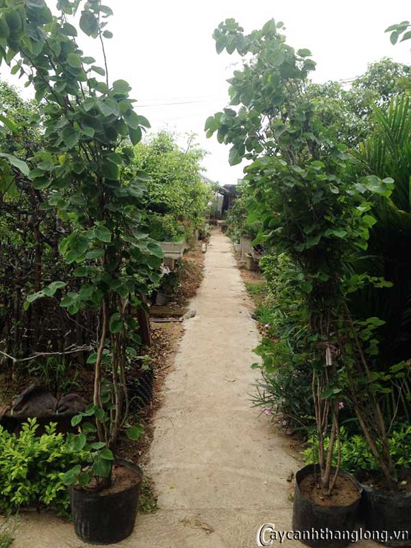 cay giong tu dinh huong