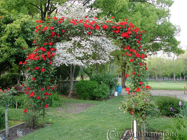 cay-hoa-hong-leo-dep-220copy cay hoa hong leo dep 220copy