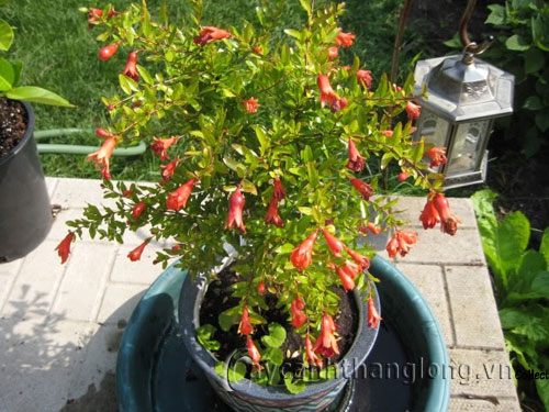 cay-hoa-luu Cây lựu cây cảnh đẹp, vị thuốc hay | hoala.vn