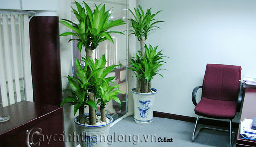 thiet moc lan