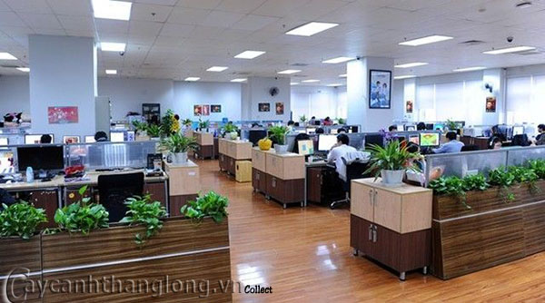 cay van phong 2
