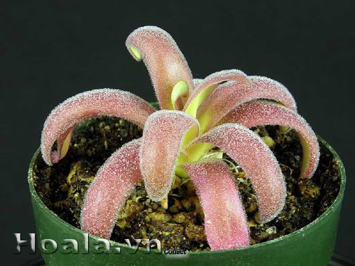 cay_bat_moi_1|hoala.vn