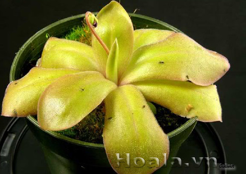 cay_bat_moi_10|hoala.vn