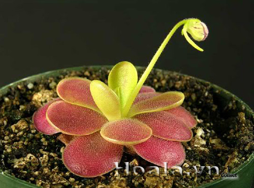 cay_bat_moi_11|hoala.vn