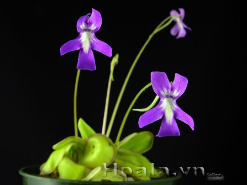 cay_bat_moi_14|hoala.vn