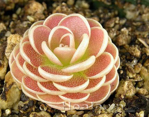 cay_bat_moi_15|hoala.vn