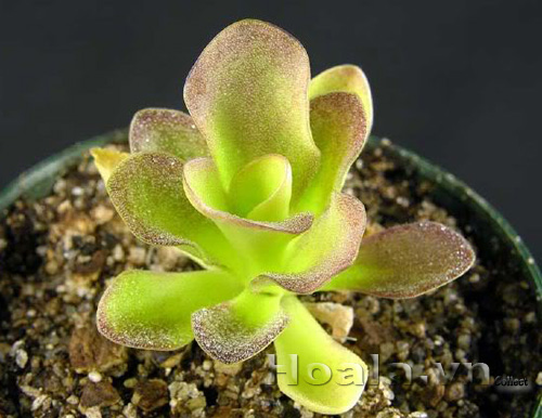 cay_bat_moi_16|hoala.vn