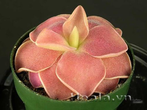 cay_bat_moi_17|hoala.vn