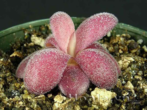 cay_bat_moi_2|hoala.vn