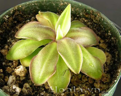 cay_bat_moi_3|hoala.vn