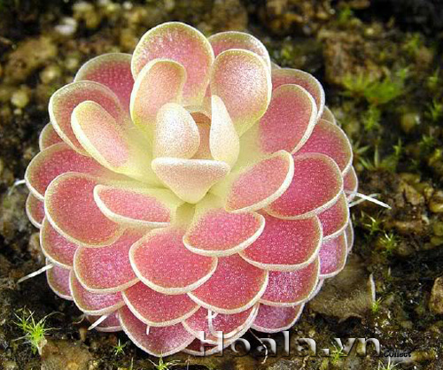 cay_bat_moi_5|hoala.vn