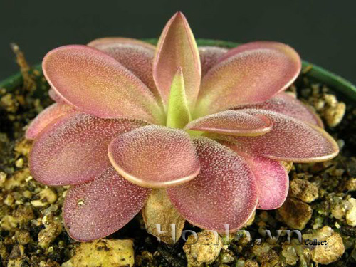 cay_bat_moi_6|hoala.vn