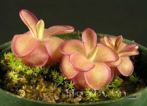 cay_bat_moi_7|hoala.vn