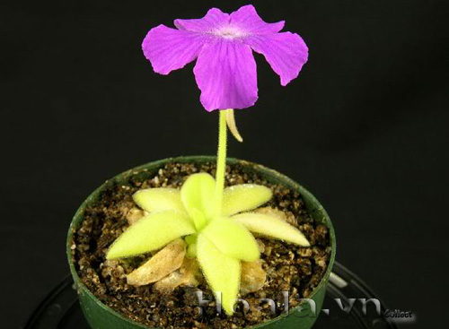 cay_bat_moi_8|hoala.vn