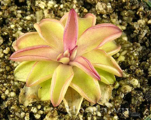 cay_bat_moi_9|hoala.vn