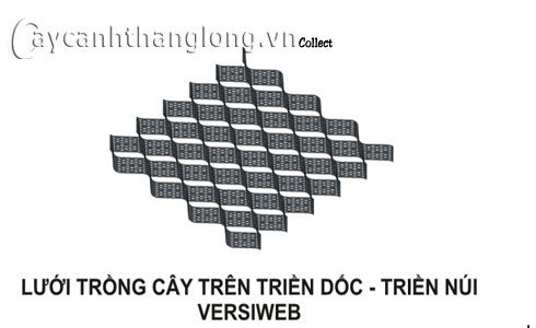 VersiWeb - công nghệ trồng cây trên triền dốc | hoala.vn