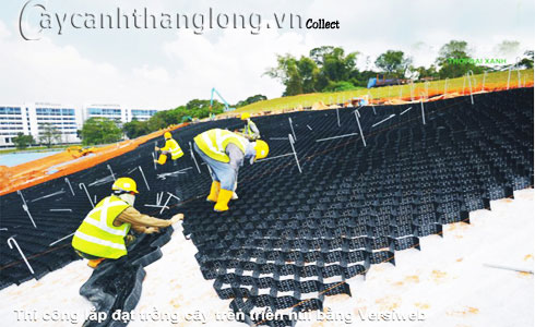 VersiWeb - công nghệ trồng cây trên triền dốc | hoala.vn