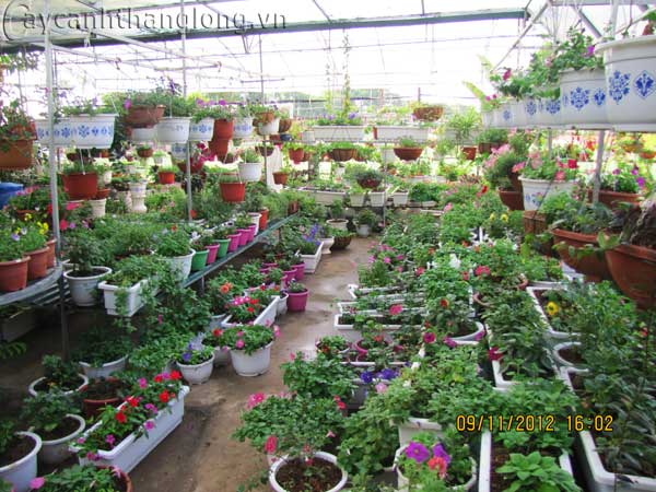 caycanhthanglong_a1 cây cảnh,hoa đẹp,hoa chậu,hoa tết,hoa sự kiện,hoa độc đáo,hoa xuân,hoa quý hiếm