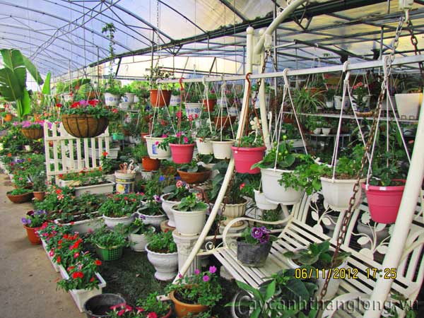 caycanhthanglong_a2 cây cảnh,hoa đẹp,hoa chậu,hoa tết,hoa sự kiện,hoa độc đáo,hoa xuân,hoa quý hiếm