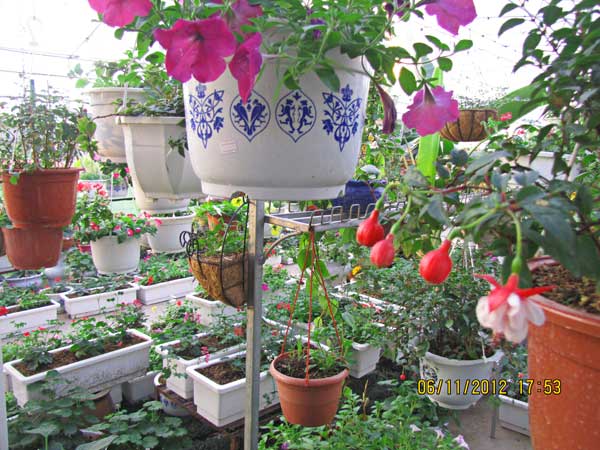 caycanhthanglong_a3 cây cảnh,hoa đẹp,hoa chậu,hoa tết,hoa sự kiện,hoa độc đáo,hoa xuân,hoa quý hiếm