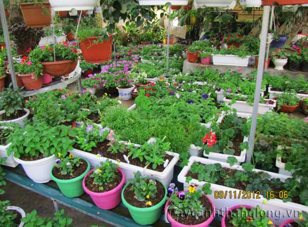 caycanhthanglong_a4 cây cảnh,hoa đẹp,hoa chậu,hoa tết,hoa sự kiện,hoa độc đáo,hoa xuân,hoa quý hiếm