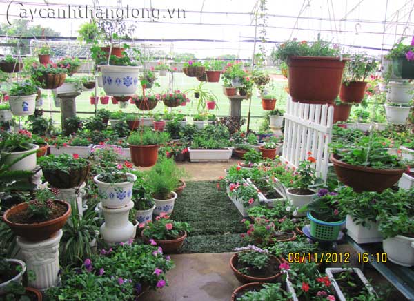 caycanhthanglong_a5 cây cảnh,hoa đẹp,hoa chậu,hoa tết,hoa sự kiện,hoa độc đáo,hoa xuân,hoa quý hiếm