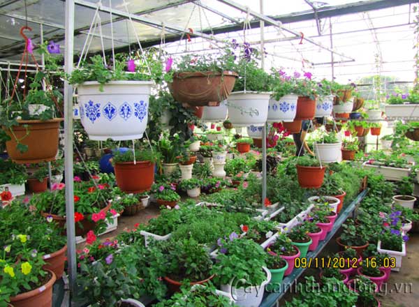 caycanhthanglong_a6 cây cảnh,hoa đẹp,hoa chậu,hoa tết,hoa sự kiện,hoa độc đáo,hoa xuân,hoa quý hiếm