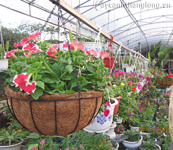 chau_treo_a3 cây cảnh,hoa đẹp,hoa chậu,hoa tết,hoa sự kiện,hoa độc đáo,hoa xuân,hoa quý hiếm